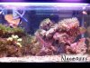 Nano Reef 11.jpg