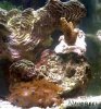 zoos and sps.jpg