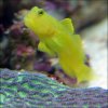 yellow-goby1.jpg