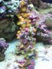 reef tank 002.jpg