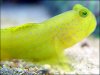 watchman-goby.jpg