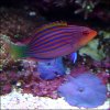 6-line-wrasse.jpg