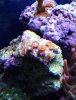 new zoas.jpg