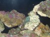 New coral with unidentified corals.jpg