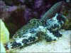 Scooter_Blenny_02.jpg