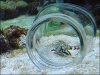 Scooter_Blenny_03.jpg