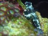 Scooter_Blenny_01.jpg