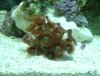 Unknown button colony-1.jpg