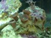large button colony-1.jpg