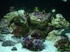 full tank view.jpg