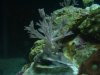 Red Sea xenia.jpg