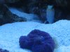 jawfish purple shroom.jpg