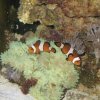 clowns and anemone.jpg