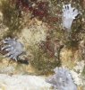 xenia colony post anemone.JPG