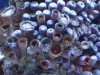 zoas600.jpg