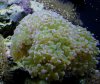 Frogspawn Coral.jpg