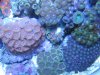 zoas collection.jpg