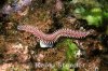 pherecardia-striata.jpg