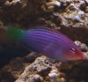 6 lined wrasse.jpg