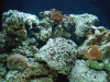 reefweb.gif