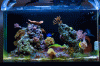 fishtank.gif