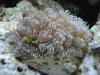 DSC02985a.gif