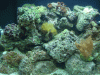 DSC02998a.gif