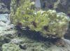 vermitid.gif