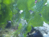 DSC03296a.gif