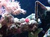 Red Algae Maybe.jpg