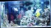 10 gal Tank Day 1b.jpg