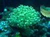 Gonipora.png