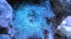 Mushroom_Blue_1.jpg