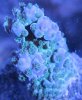 Acropora_Close_Up.jpg